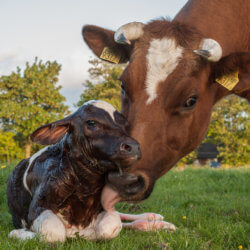 New born Frisian red white calf
