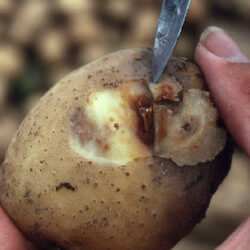 PotatoBlight