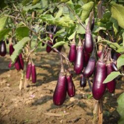 brinjal
