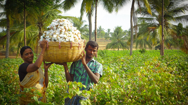cotton farmer