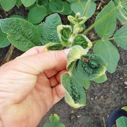dicamba damage