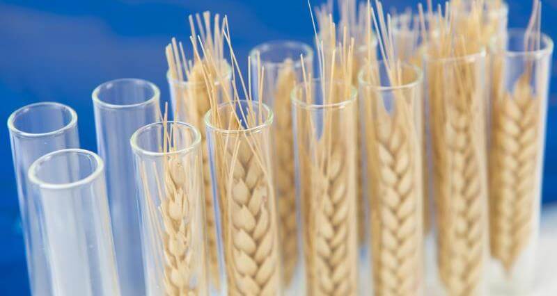 gmo wheat