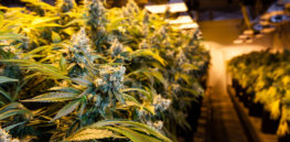 growing marijuana