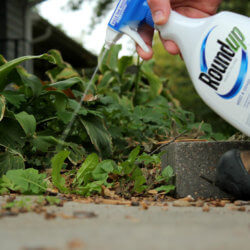 roundup spray