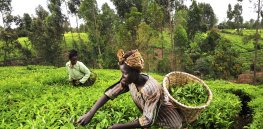 tea kenya farm creditciat flickr