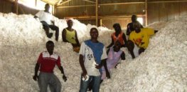 uganda cotton