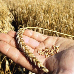 wheat seeds