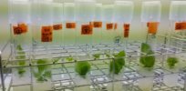 New technique may yield gene-edited plants in a few weeks, instead of 9 months