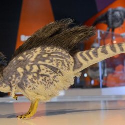 feathered dinosaur adapt