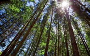 sun shining through tall trees in forest