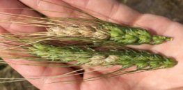 White spikelets FHB
