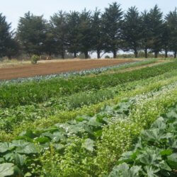 agro
