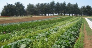 agro