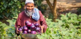 Success of insect resistant Bt eggplant in Bangladesh opened door to GMOs in the developing world