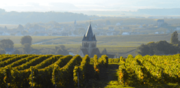 champagne vineyards in the montagne de reims area of the marne