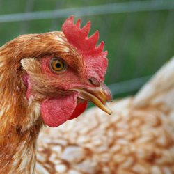 chicken