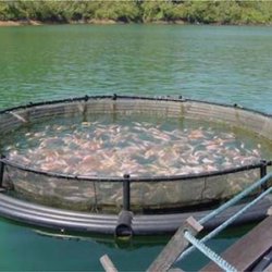 fishfarm