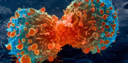 lung cancer cell dividing article v
