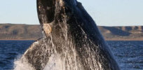 px southern right whale