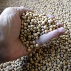 soybean