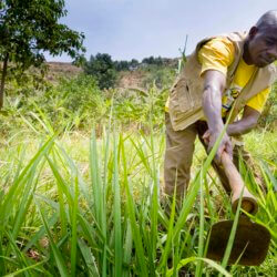 uganda