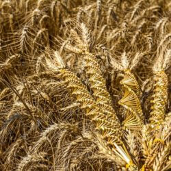 wheat weaving twisted grain like