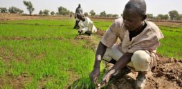 Reisbauern Nigeria x