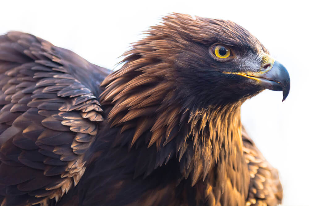 golden-eagle-genome-gives-conservation-effort-a-blueprint-for-life