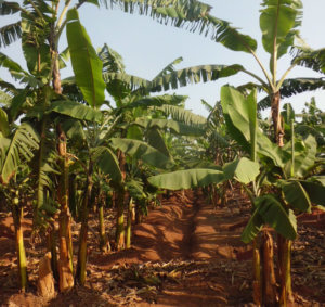 Hybrid banana farm