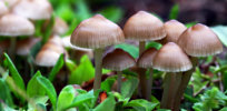 baby mushrooms