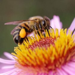 bees