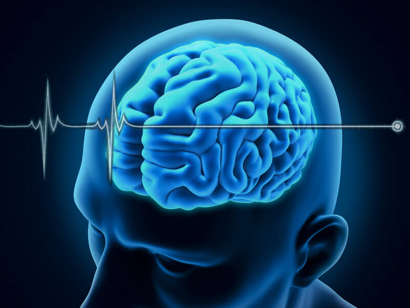 brain