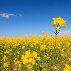why canola oil is bad for you