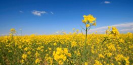 why canola oil is bad for you
