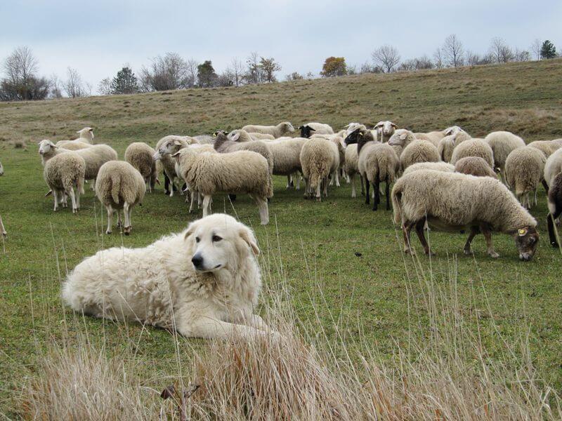 sheep dog