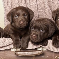 chocolate lab