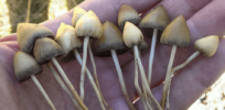 psilocybin magic mushrooms