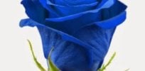After centuries of failed attempts at breeding a blue rose, biotechnology does the trick