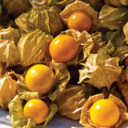 TM Aunt Molly Ground Cherry Seeds
