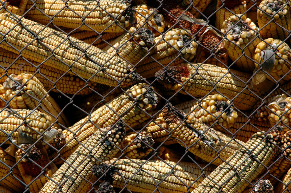 aflatoxin