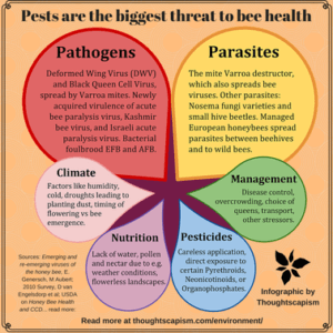 bee health viola