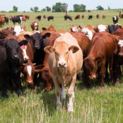 cattle