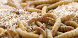 sn insectmealworms