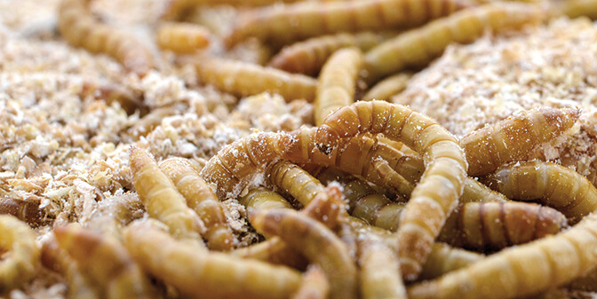 sn insectmealworms