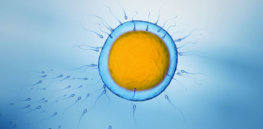 sperms swimming towards egg cell shutterstock x