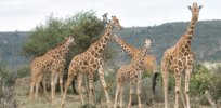 Giraffes ZN