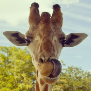 11-1-2018 Giraffes_tongue-300x300
