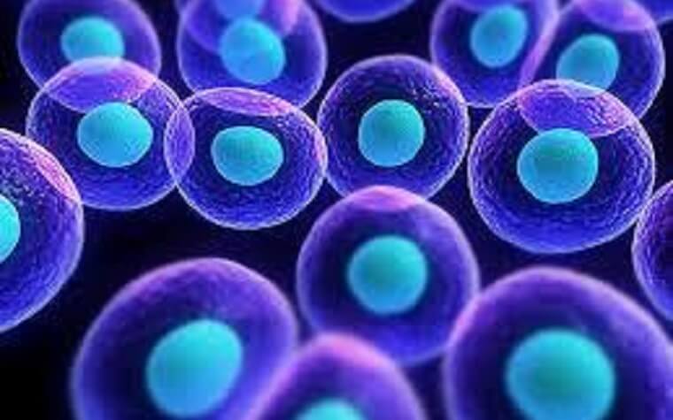 cell