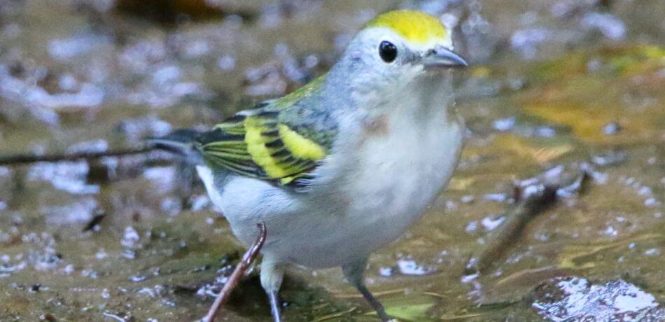 hybrid bird