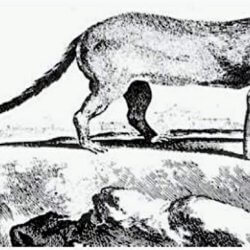 Poto mystery Jamaican mammal possibly Xenothrix